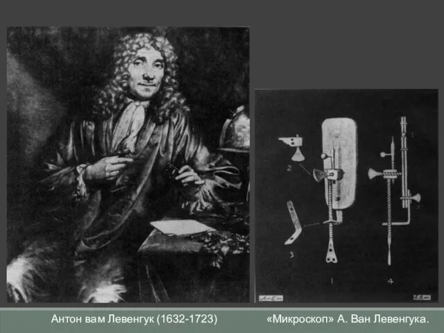 Антон вам Левенгук (1632-1723) «Микроскоп» А. Ван Левенгука.