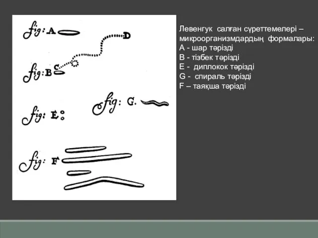 білдіреді білдіреді Левенгук салған сүреттемелері – микроорганизмдардың формалары: А - шар тәрізді В