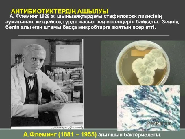 АНТИБИОТИКТЕРДІҢ АШЫЛУЫ А. Флеминг 1928 ж. шыныаяқтардағы стафилококк лизисінің аумағынан,