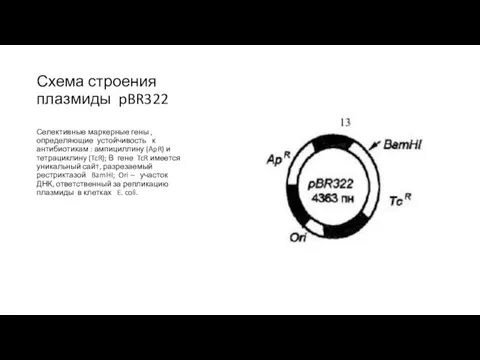 Схема строения плазмиды pBR322 Селективные маркерные гены , определяющие устойчивость