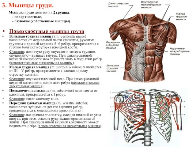 3. Мышцы груди. Мышцы груди делятся на 2 группы: -