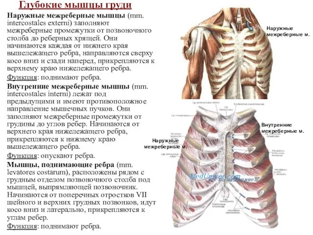 Глубокие мышцы груди Наружные межреберные мышцы (mm. intercostales externi) заполняют межреберные промежутки от