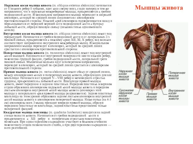 Мышцы живота Наружная косая мышца живота (m. obliquus externus abdominis)