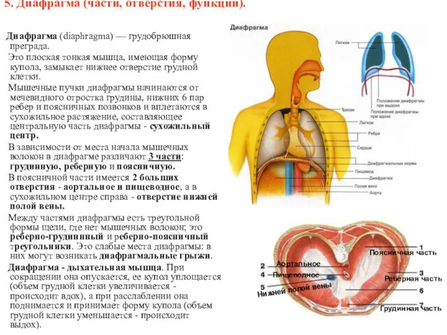 5. Диафрагма (части, отверстия, функции). Диафрагма (diaphragma) — грудобрюшная преграда.