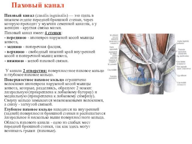 Паховый канал Паховый канал (canalis inguinalis) — это щель в