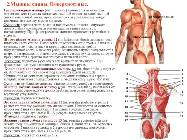 2.Мышцы спины. Поверхностные. Трапециевидная мышца (m1. trapezius) начинается от остистых отростков всех грудных