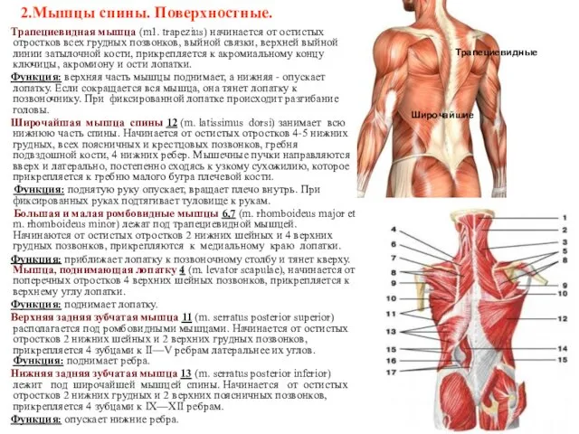 2.Мышцы спины. Поверхностные. Трапециевидная мышца (m1. trapezius) начинается от остистых