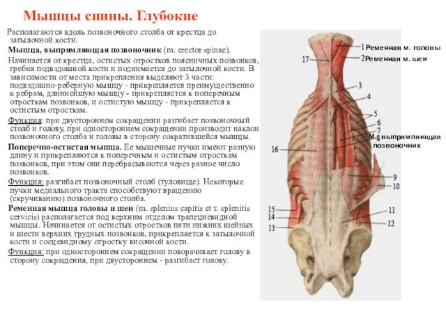 Мышцы спины. Глубокие Располагаются вдоль позвоночного столба от крестца до