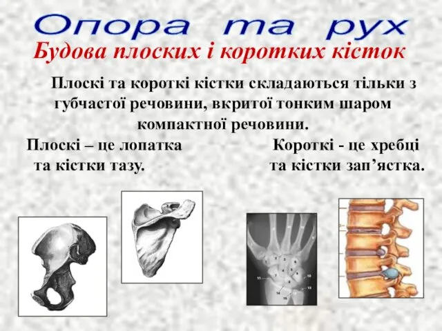 Будова плоских і коротких кісток Опора та рух Плоскі та короткі кістки складаються