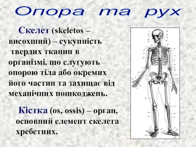 Скелет (skeletos – висохший) – сукупність твердих тканин в організмі, що слугують опорою