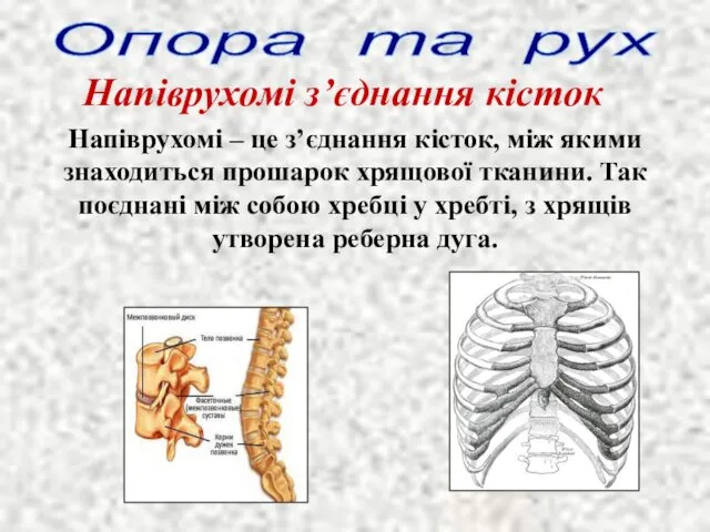 Опора та рух Напіврухомі з’єднання кісток Напіврухомі – це з’єднання кісток, між якими