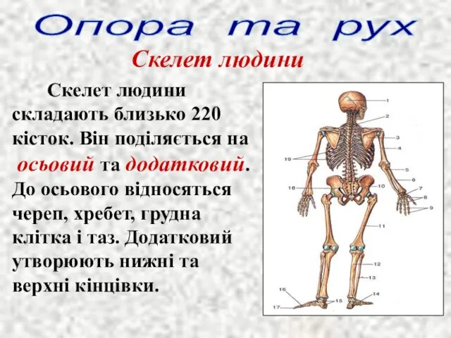 Опора та рух Скелет людини Скелет людини складають близько 220 кісток. Він поділяється
