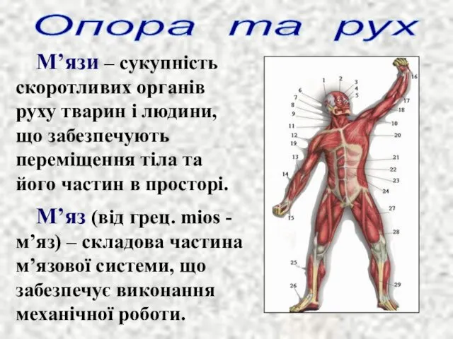 М’язи – сукупність скоротливих органів руху тварин і людини, що забезпечують переміщення тіла