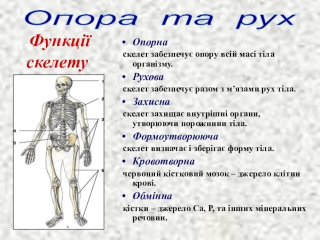 Опорна скелет забезпечує опору всій масі тіла організму. Рухова скелет забезпечує разом з