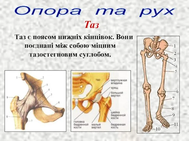 Опора та рух Таз Таз є поясом нижніх кінцівок. Вони поєднані між собою міцним тазостегновим суглобом.