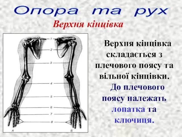 Опора та рух Верхня кінцівка Верхня кінцівка складається з плечового поясу та вільної