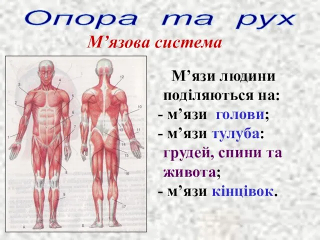 Опора та рух М’язова система М’язи людини поділяються на: м’язи голови; м’язи тулуба: