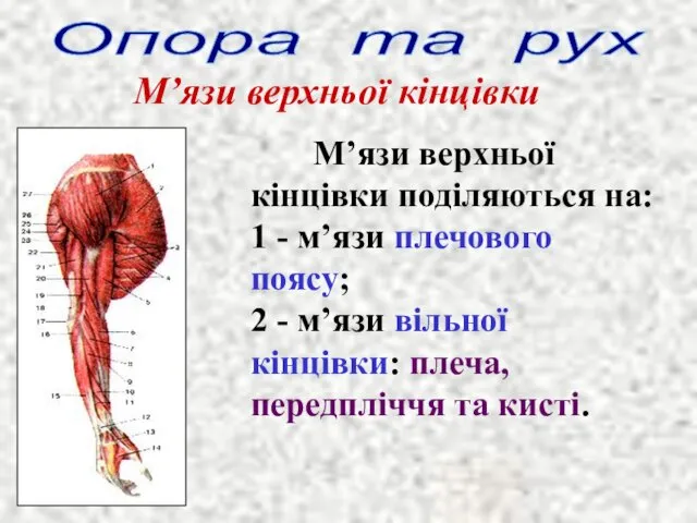 Опора та рух М’язи верхньої кінцівки М’язи верхньої кінцівки поділяються на: 1 -