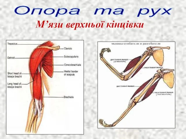 Опора та рух М’язи верхньої кінцівки