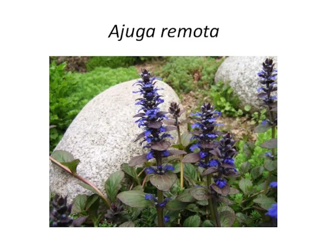 Ajuga remota