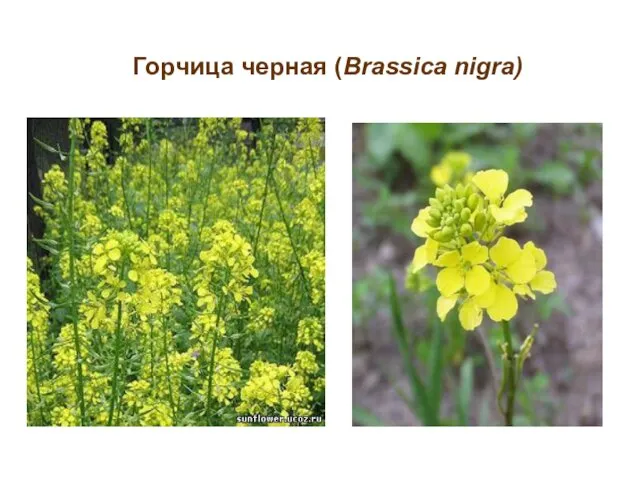 Горчица черная (Brassica nigra)