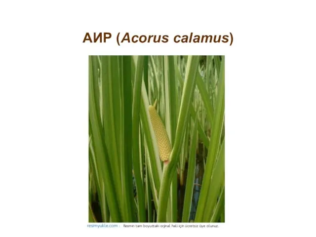 АИР (Acorus calamus)