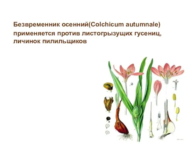 Безвременник осенний(Colchicum autumnale) применяется против листогрызущих гусениц, личинок пилильщиков