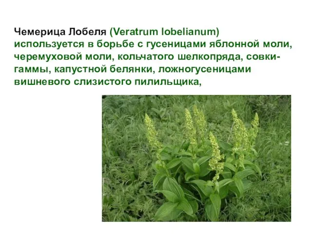 Чемерица Лобеля (Veratrum lobelianum) используется в борьбе с гусеницами яблонной