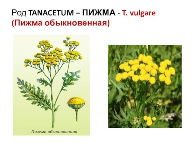 Род TANACETUM – ПИЖМА - T. vulgare (Пижма обыкновенная)