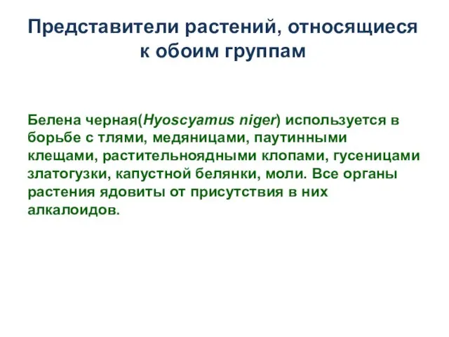 Представители растений, относящиеся к обоим группам Белена черная(Hyoscyamus niger) используется