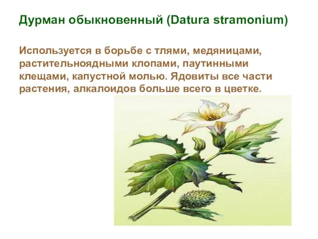 Дурман обыкновенный (Datura stramonium) Используется в борьбе с тлями, медяницами,