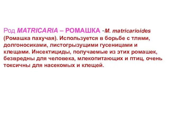 Род MATRICARIA – РОМАШКА -M. matricarioides (Ромашка пахучая). Используется в