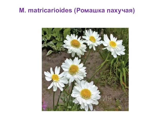 M. matricarioides (Ромашка пахучая)