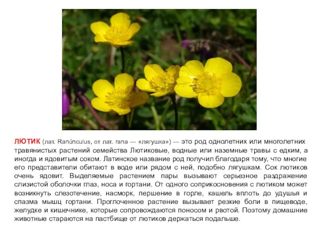 ЛЮТИК (лат. Ranúnculus, от лат. rana — «лягушка») — это