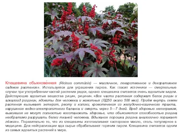 Клещевина обыкнове́нная (Ricinus commúnis) — масличное, лекарственное и декоративное садовое