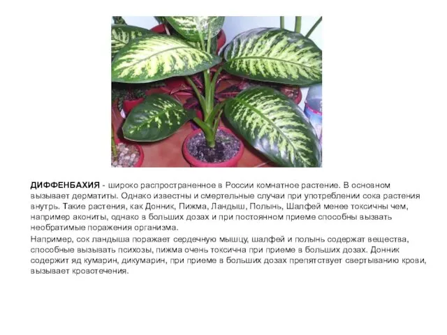 ДИФФЕНБАХИЯ - широко распространенное в России комнатное растение. В основном