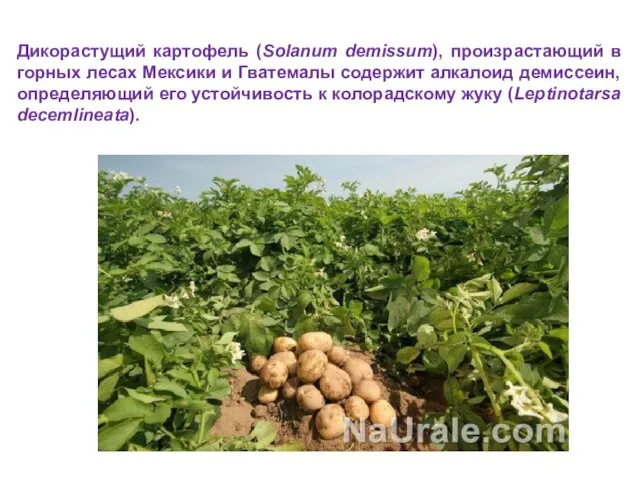 Дикорастущий картофель (Solanum demissum), произрастающий в горных лесах Мексики и