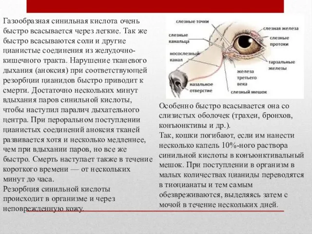 Газообразная синильная кислота очень быстро всасывается через легкие. Так же