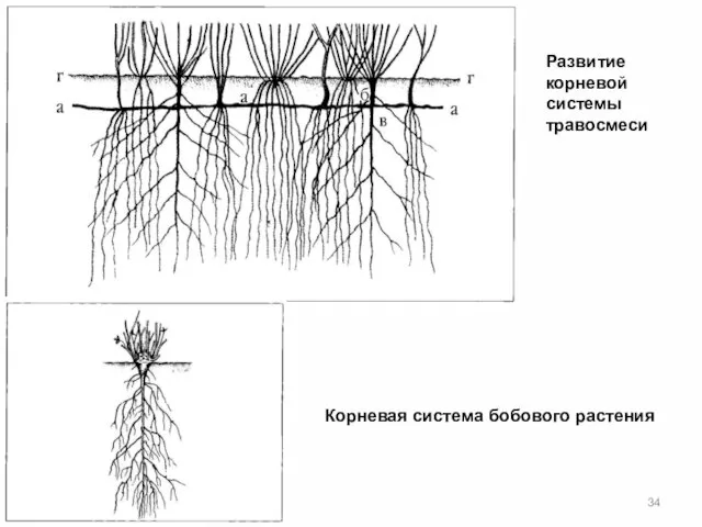 Развитие корневой системы травосмеси Корневая система бобового растения