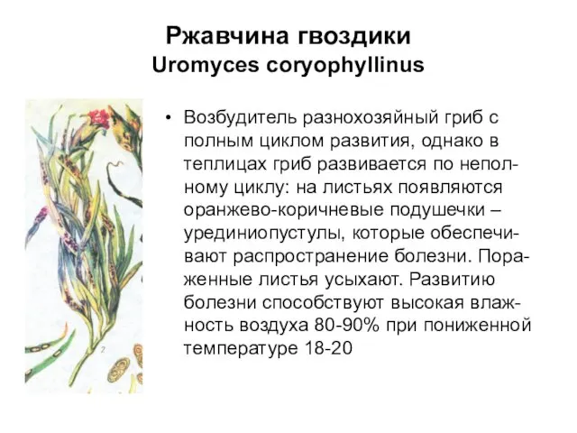 Ржавчина гвоздики Uromyces coryophyllinus Возбудитель разнохозяйный гриб с полным циклом