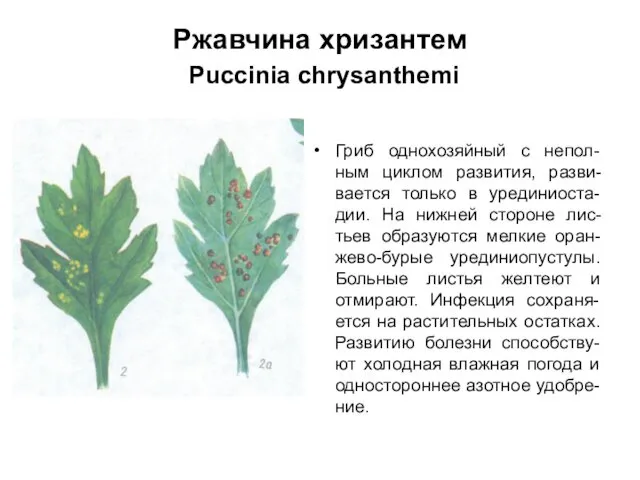 Ржавчина хризантем Puccinia chrysanthemi Гриб однохозяйный с непол-ным циклом развития,