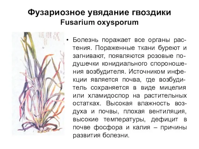 Фузариозное увядание гвоздики Fusarium oxysporum Болезнь поражает все органы рас-тения.