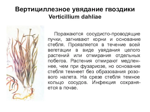Вертициллезное увядание гвоздики Verticillium dahliae Поражаются сосудисто-проводящие пучки, загнивают корни