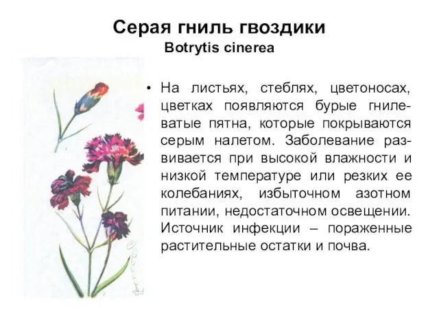 Серая гниль гвоздики Botrytis cinerea На листьях, стеблях, цветоносах, цветках