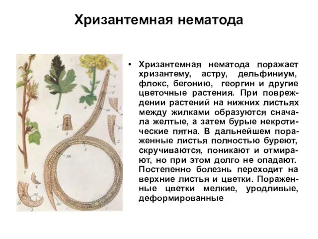 Хризантемная нематода Хризантемная нематода поражает хризантему, астру, дельфиниум, флокс, бегонию,