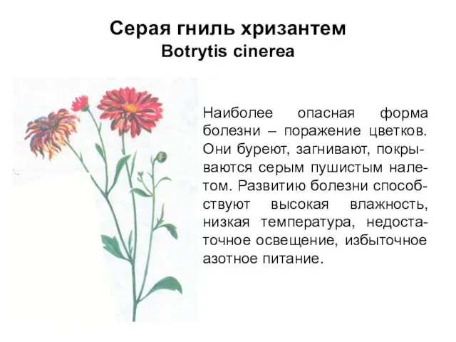 Серая гниль хризантем Botrytis cinerea Наиболее опасная форма болезни –