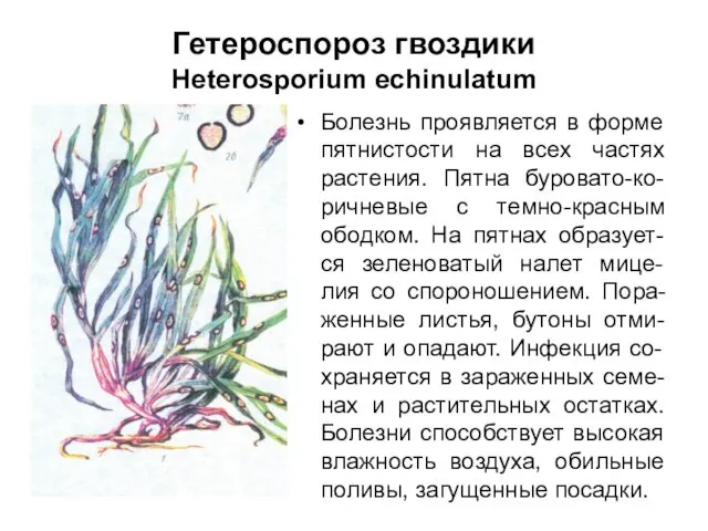 Гетероспороз гвоздики Heterosporium echinulatum Болезнь проявляется в форме пятнистости на