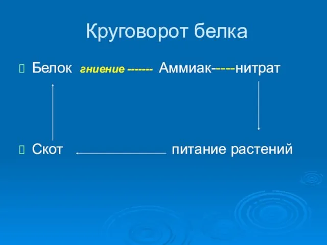 Круговорот белка Белок гниение ------- Аммиак-----нитрат Скот питание растений