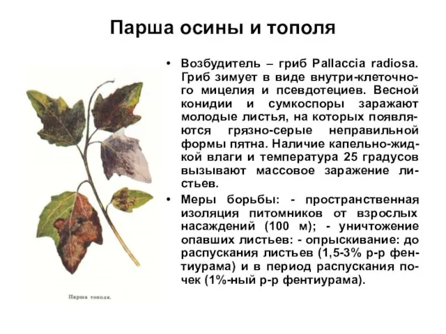 Парша осины и тополя Возбудитель – гриб Pallaccia radiosa. Гриб