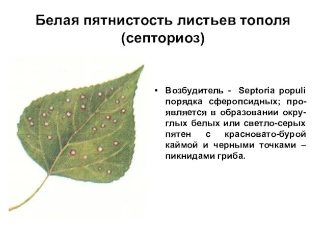 Белая пятнистость листьев тополя (септориоз) Возбудитель - Septoria populi порядка